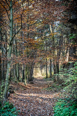 Hiking path in autumn deciduous forest, Likava, Slovakia