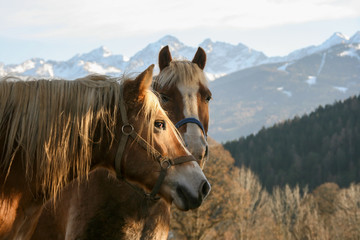 Two horses looking into the far. Grasping a view of the snow covered mountains in the back while...