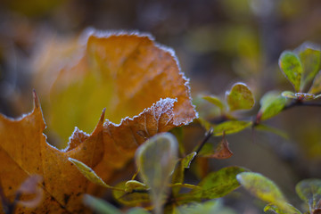 Haselnussblatt im Herbst auf dem Boden mit Reifeis überzogen.