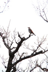 ツグミ28
