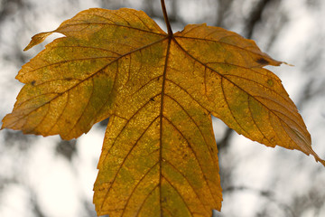 Ahornblatt im Herbst in Gelb Orange Farbe von Unten Fotografiert.