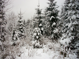 Pine trees covered with snow, the branches are heavily loaded and about to snap off.