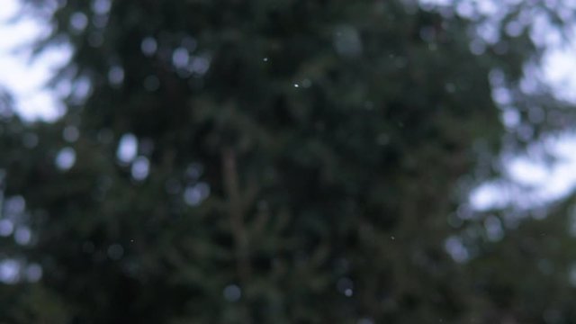 Snow christmas tree branch in winter forest. Snowfall on pine branch. Close up shot filmed in 4k UHD