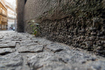 Porto city street in morning light.