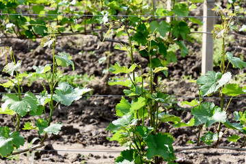 Grapevine in vineyard in Kakheti wine region in spring, Alazani Valley, Georgia