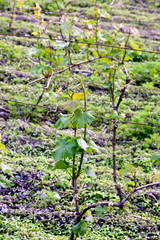 Grapevine in vineyard in Kakheti wine region in spring, Alazani Valley, Georgia