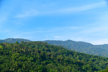 Fototapeta na wymiar tropical rain forest at khao luang with blue sky, Kiriwong village,