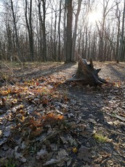  intricate stump in the rays of the day sun