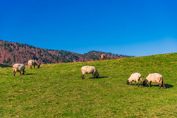 Fototapeta premium sheep on pasture