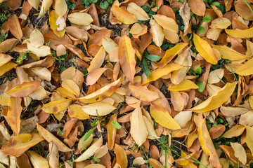 Dry autumn foliage on the grass on a cold October day. Texture. Background.