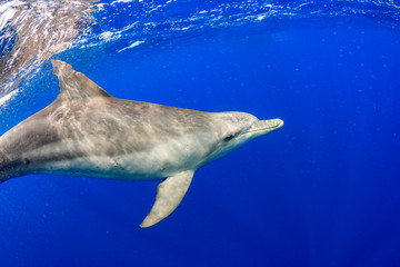 Naklejka premium 小笠原の海を泳ぐミナミハンドウイルカ