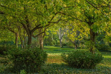 Naklejka premium Trees in the park in an autumn morning.
