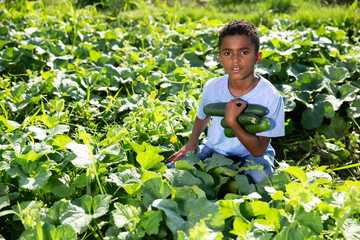 Teen boy harvesting cucumbers on the field
