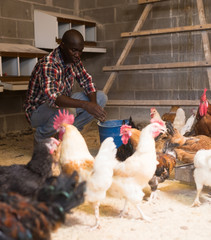Fototapeta premium Man farmer with bucket feeding chickens at chicken-house