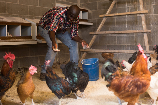African american man farmer taking care  chickens at  chicken-house