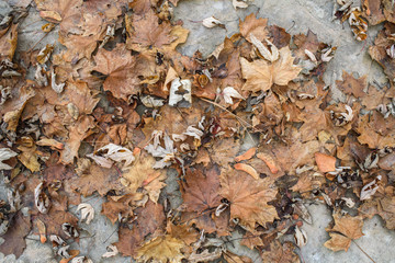 Dry autumn foliage on the grass on a cold October day. Texture. Background.