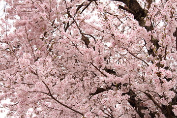 桜181