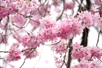 桜159