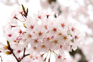 桜165