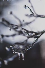 Obraz na płótnie Canvas closeup of ice on branches