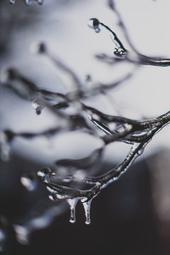 closeup of ice on branches