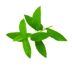 fresh mint leaves isolated on white background