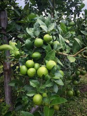 Organic Green Lemon Tree Field, Good for Ingredient Food and Squeeze for Drink