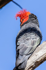 Gang-gang Cockatoo male in a tree