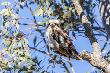 Laughing Kookaburra in a tree