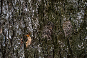 Obraz premium Bark of old autumn trees. Texture. Background.