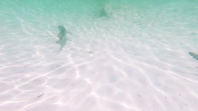 Baby sharks swimming footage. Swimming in circle underwater in turquoise blue ocean sea. Wild Young predators swimming while tourists snorkelling in Galapagos islands. Extreme adventure travels