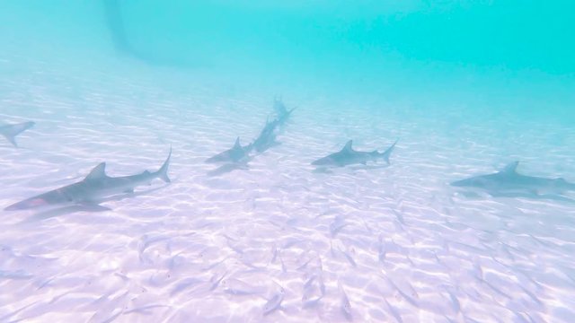 Baby sharks swimming footage. Swimming in circle underwater in turquoise blue ocean sea. Wild Young predators swimming while tourists snorkelling in Galapagos islands. Extreme adventure travels