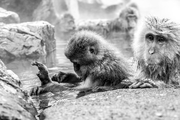 Japanese macaque sitting in a hot spring Jigokudani Monkey Park in Japan, Nagano Prefecture. Black and white image