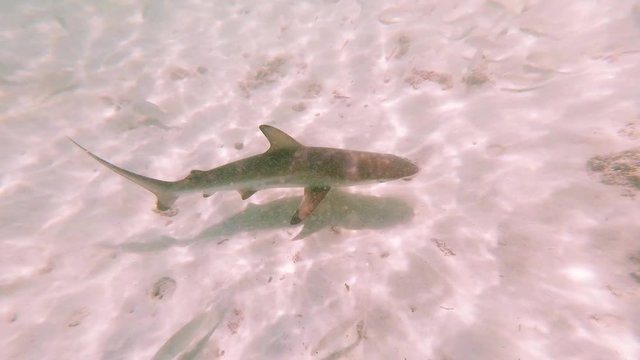 Baby sharks swimming footage. Swimming in circle underwater in turquoise blue ocean sea. Wild Young predators swimming while tourists snorkelling in Galapagos islands. Extreme adventure travels