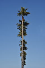 パームツリー