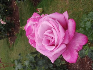 pink rose in garden