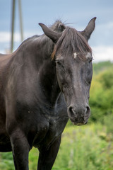 Obraz premium portrait of horse