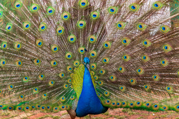 Obraz premium Peacock in a farm at Samaipata Bolivia