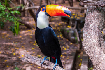 Toucan in forest at Samaipata Bolivia