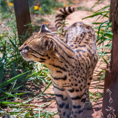 Obraz premium Geoffroy cat, Ocelot at Samaipata Bolivia.