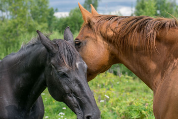 Fototapeta premium portrait of a horse