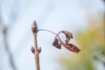 Nursery deciduous plants in the autumn sunny day. Closed bud of horse chestnut sunny afternoon sun.