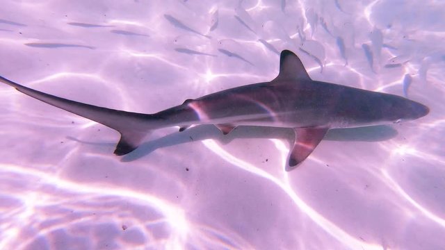 Baby sharks swimming footage. Swimming in circle underwater in turquoise blue ocean sea. Wild Young predators swimming while tourists snorkelling in Galapagos islands. Extreme adventure travels