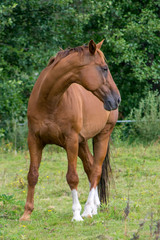 horse in the field