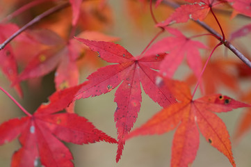 Sings of autumn is getting in the air.