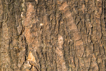 Old tree bark very detailed texture background