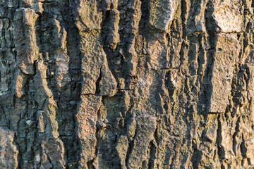 Old tree bark very detailed texture background