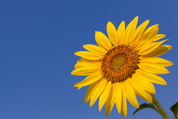 Obraz premium sunflower season in Saraburi thailand