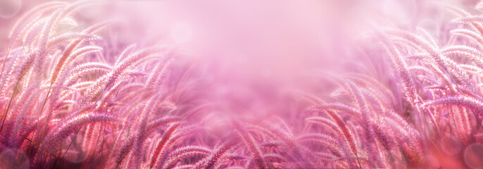 beautiful grass flower field in soft pink background for banner,header web 