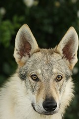 Naklejka na ściany i meble A Czechoslovakian Wolfdog (Canis lupus familiaris) female portrait with green background.